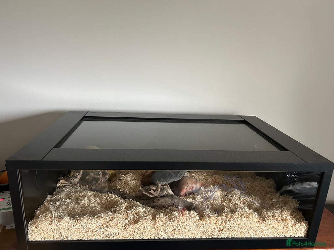 Snake reptiles for sale: Anery stripe Kenyan sand boa CB22 - Advert 1