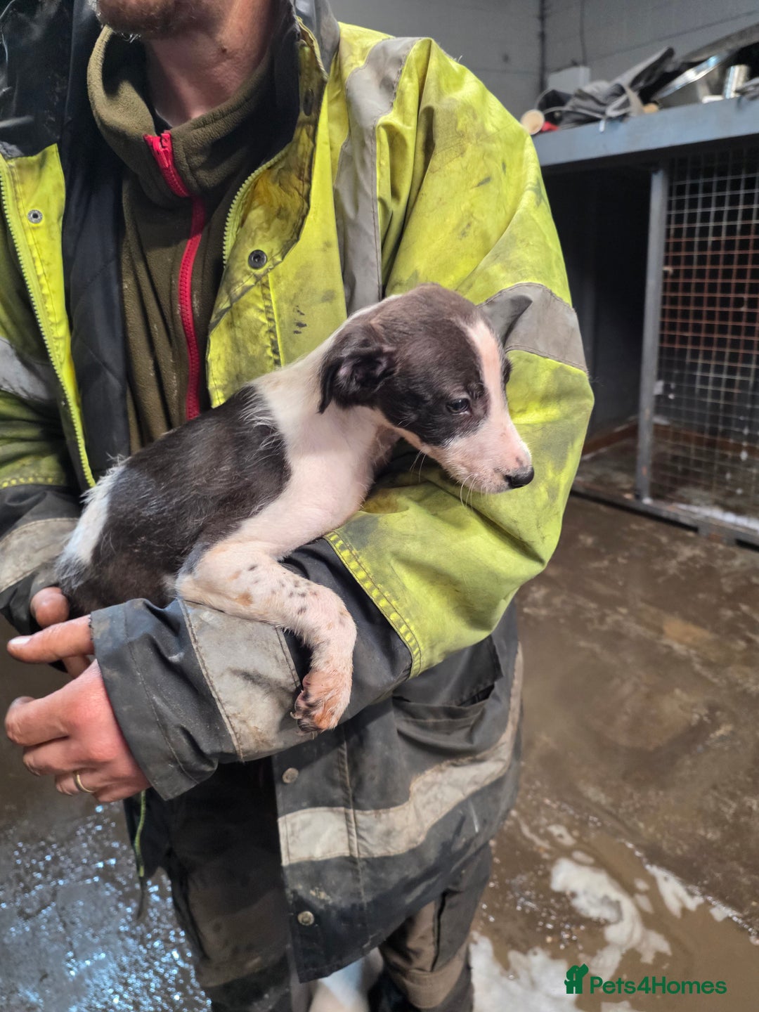 Mixed Breed dogs for sale: Saluki bullgreyhound x bedlington whippet - Advert 3