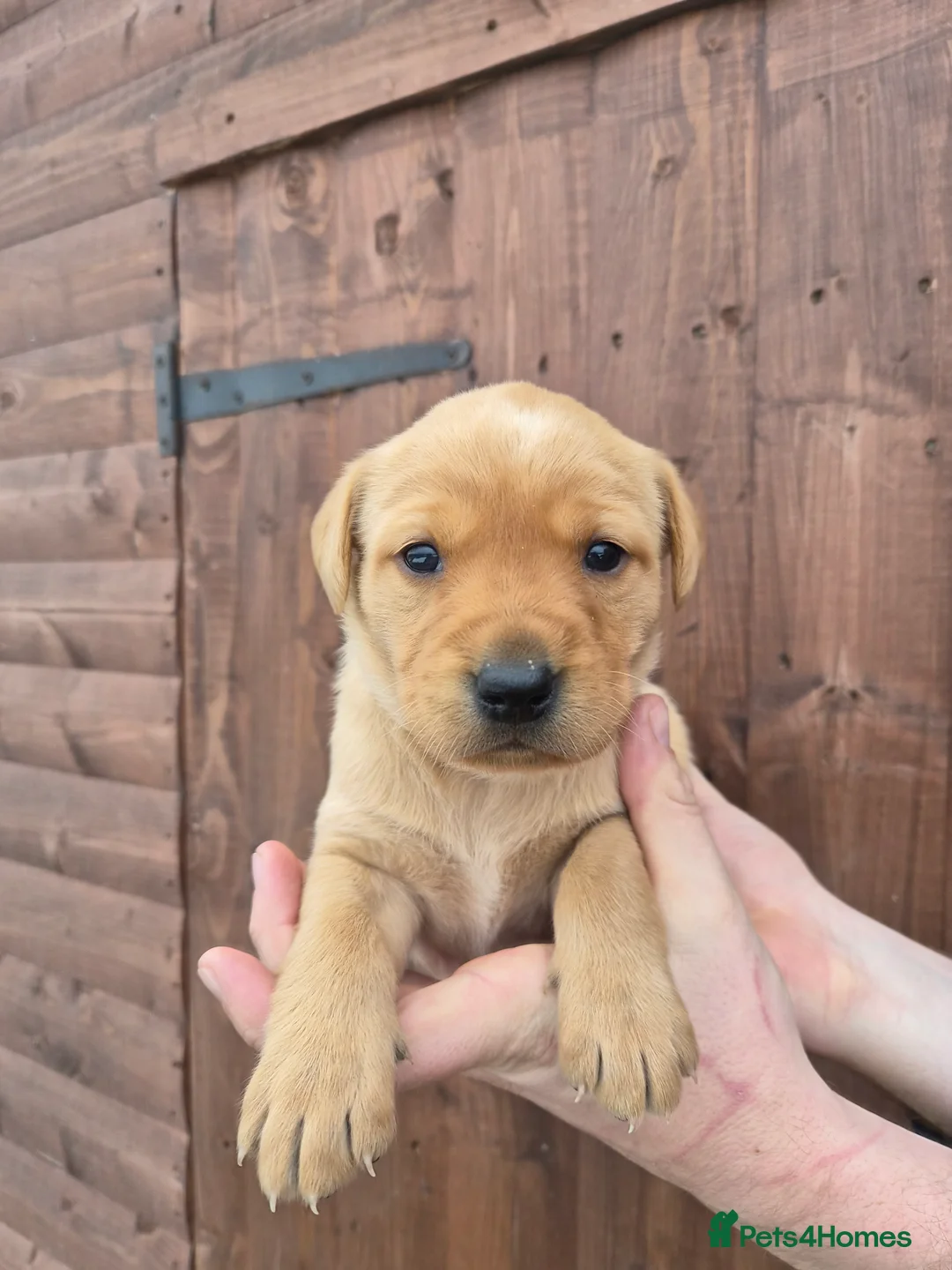Labrador Retriever dogs for sale: Beautiful Labrador Retriever Puppies for Sale - Advert 16