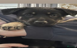 German Shepherd dogs for sale: German shepherd puppy  - Advert 2