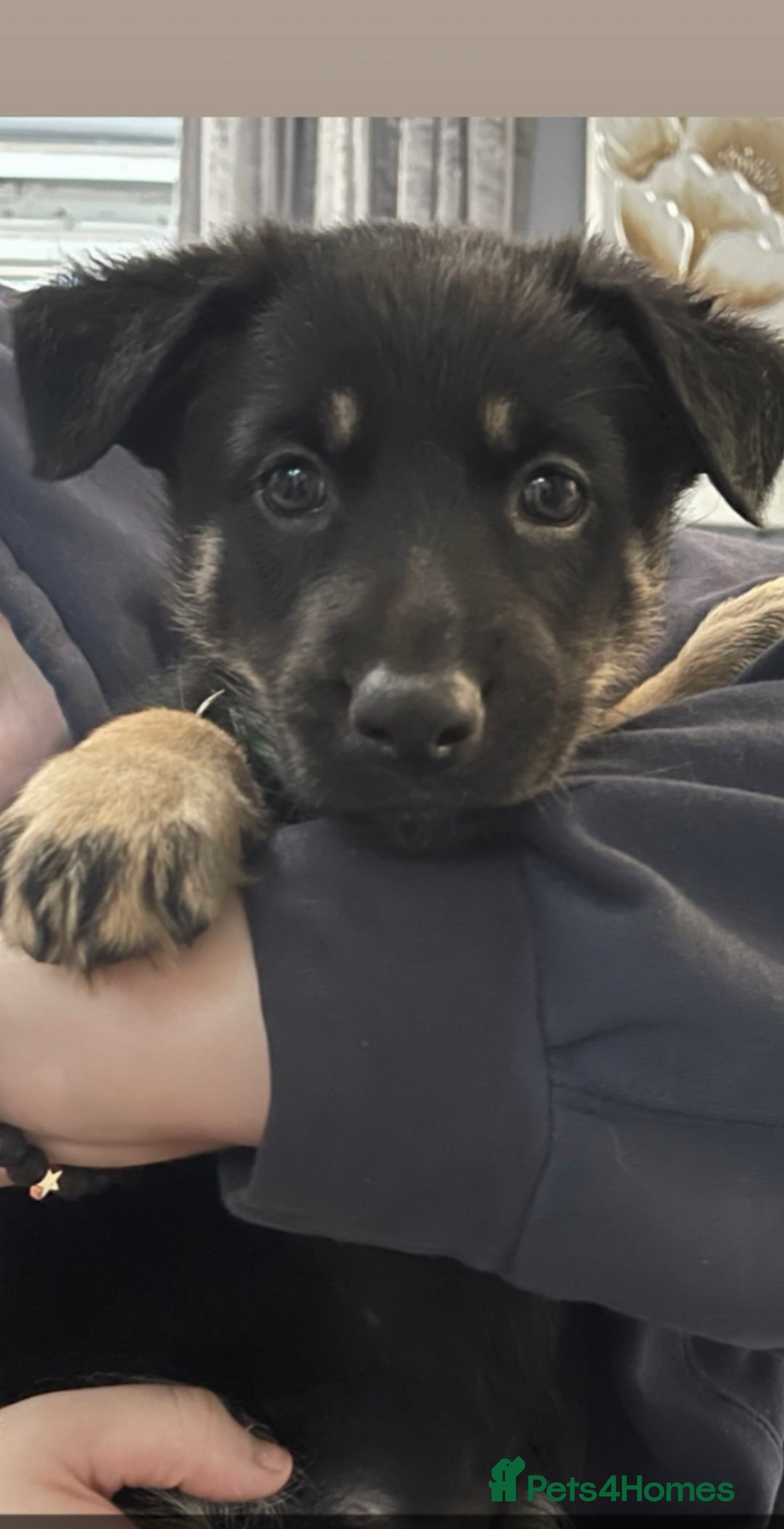 German Shepherd dogs for sale: German shepherd puppy  - Advert 2