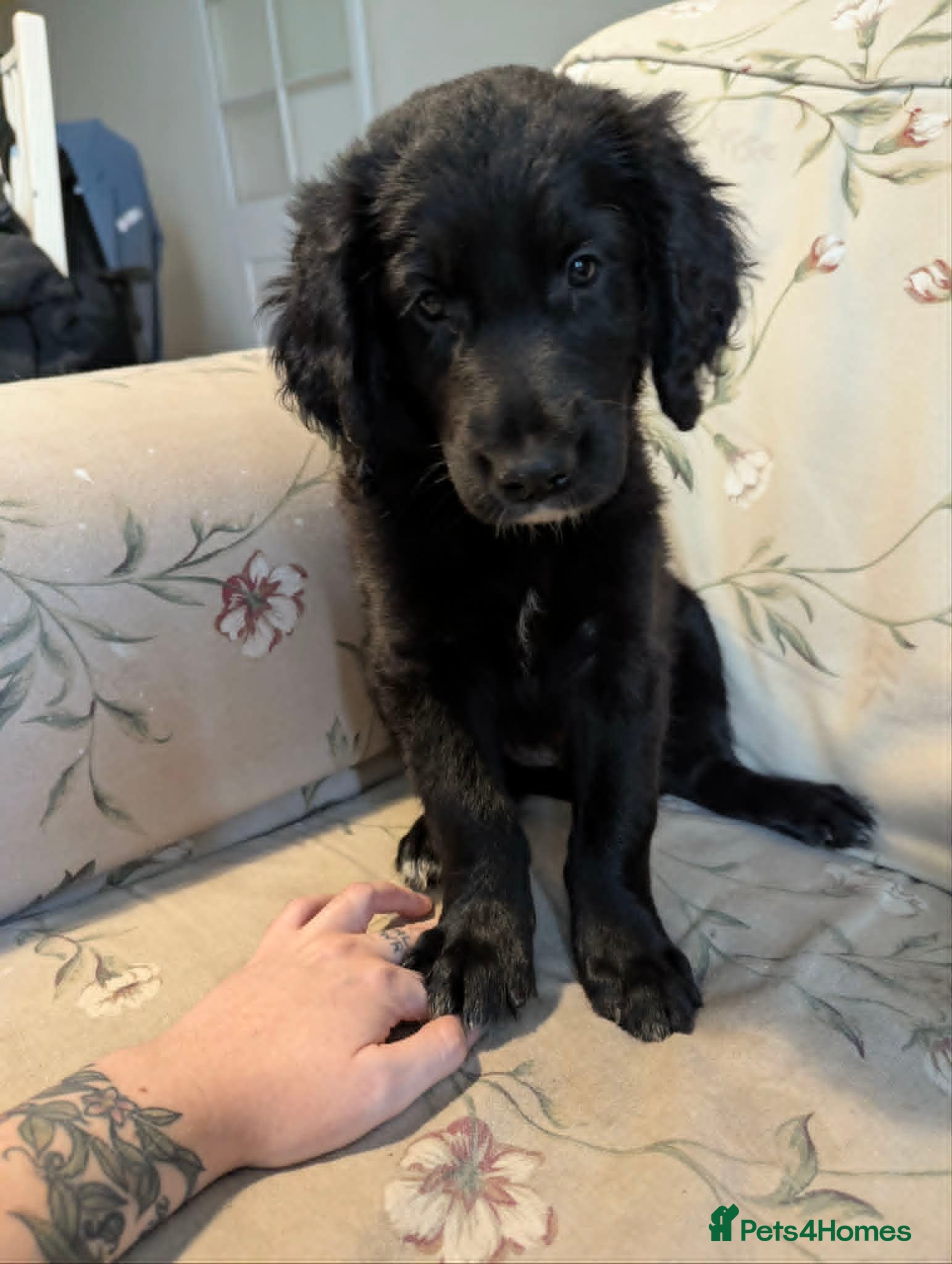 Mixed Breed dogs ❤️ MEET RED – FIRST BORN AND FULL OF CHARACTER! ❤️ - Advert 2