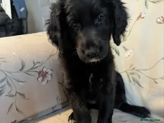 Mixed Breed dogs ❤️ MEET RED – FIRST BORN AND FULL OF CHARACTER! ❤️ - Advert 1