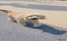Goldendoodle dogs for sale: F1 Golden doodles by Varity Doodles  - Image 22