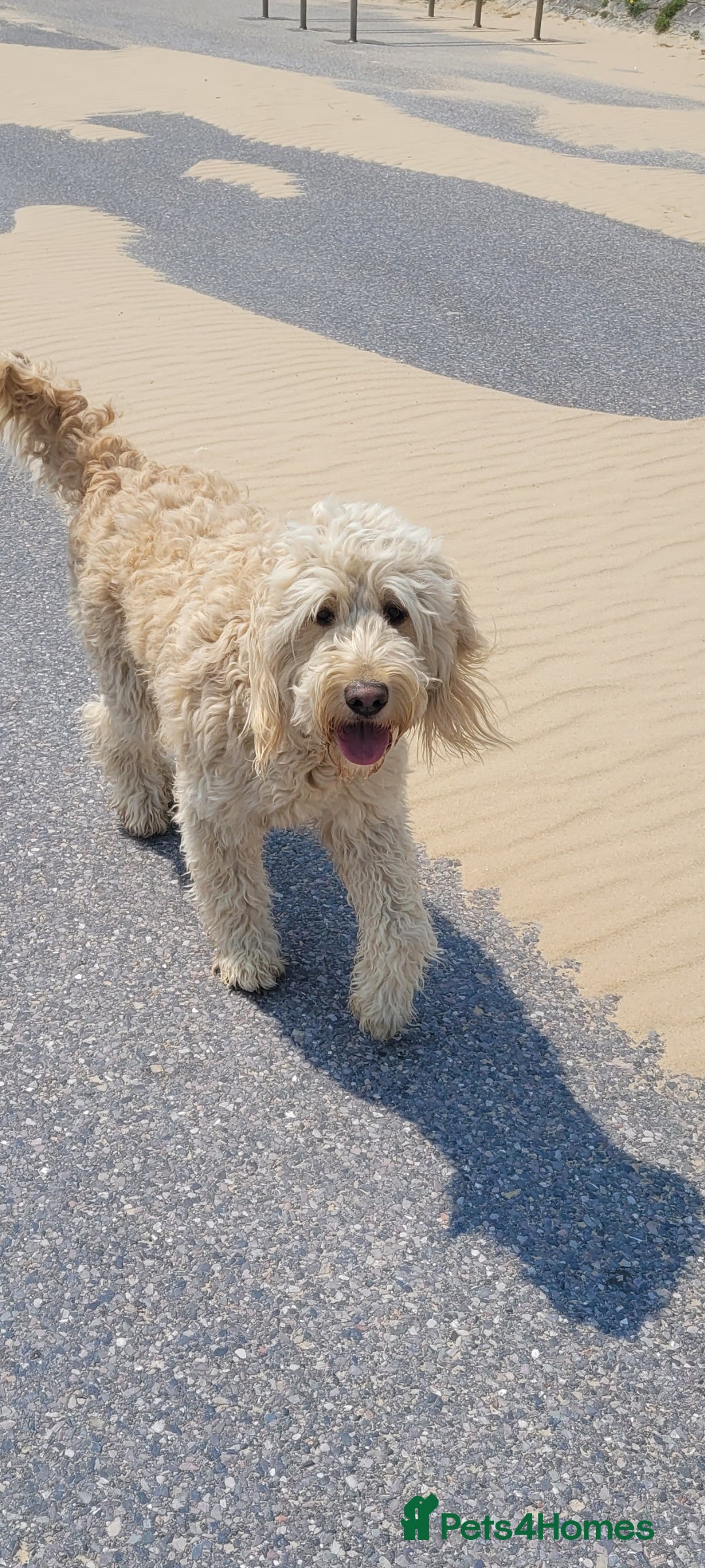 Goldendoodle dogs for sale: F1 Golden doodles by Varity Doodles  - Image 22