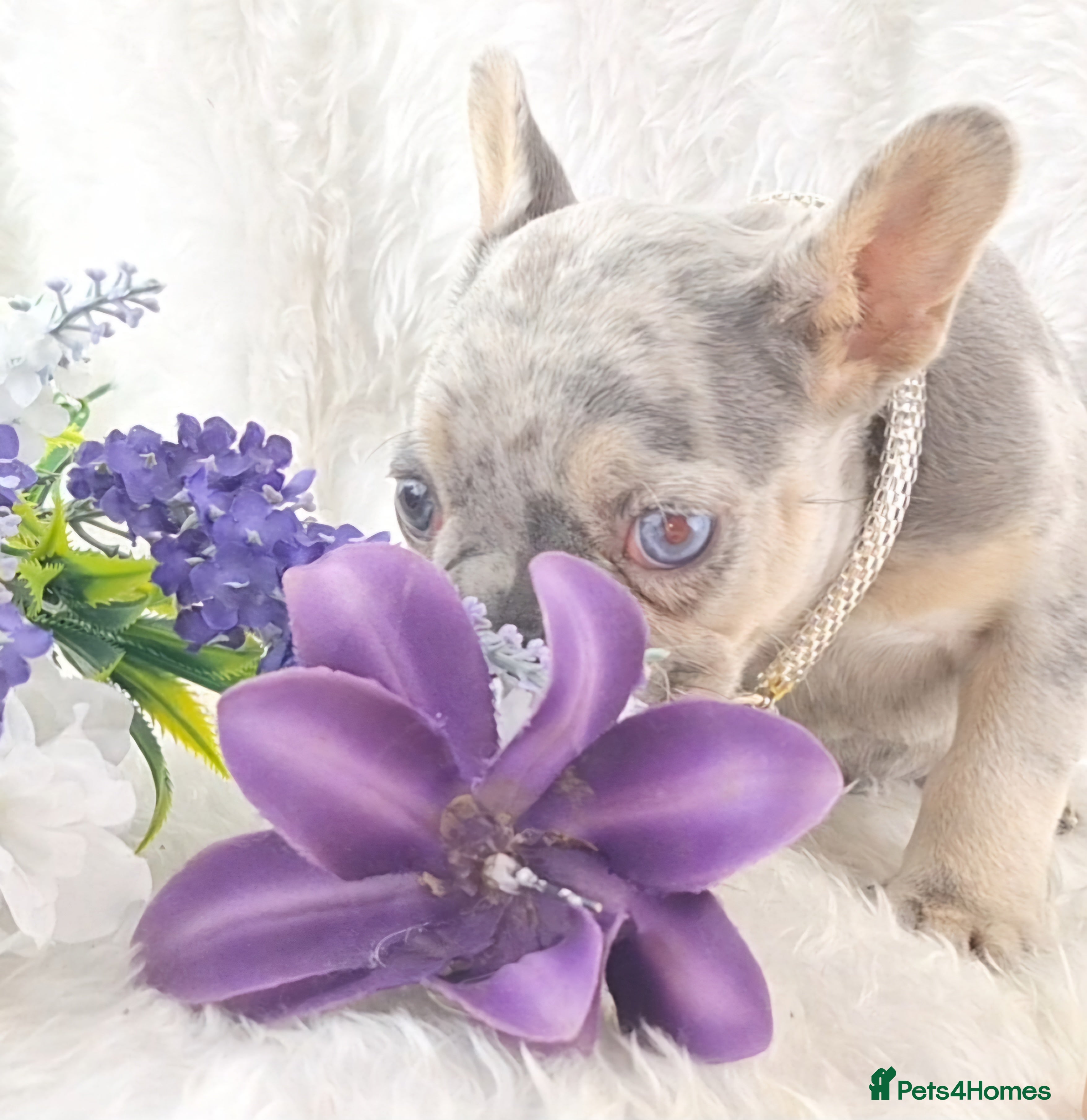 French Bulldog dogs Top Quality French Bulldog Puppies  - Advert 6