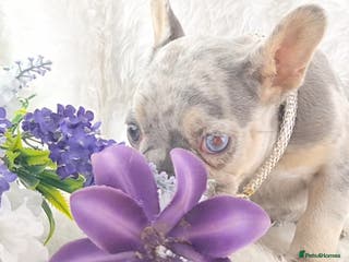 French Bulldog dogs Top Quality French Bulldog Puppies - Advert 6