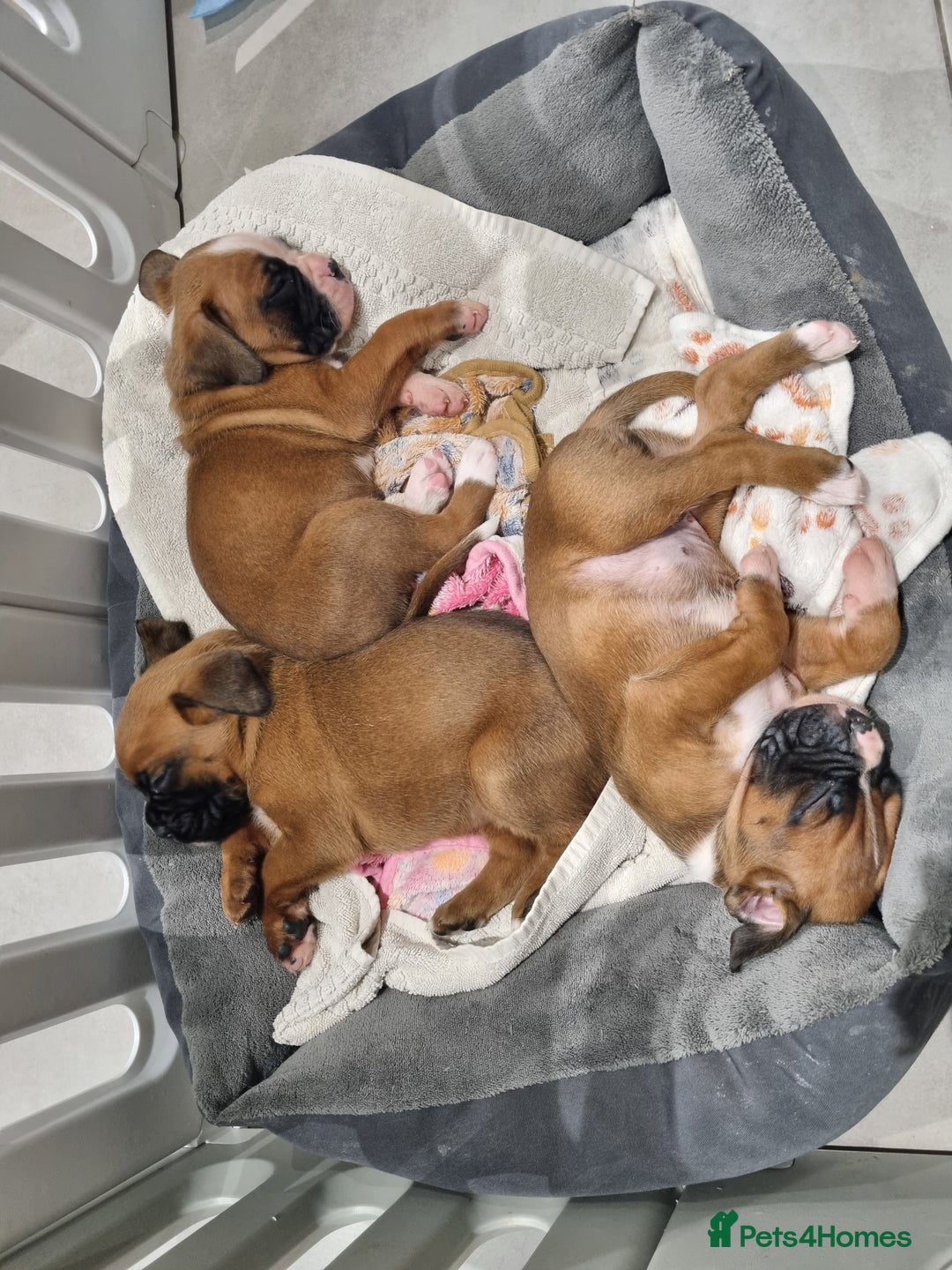Boxer dogs for sale: Bootyful Boxer Babies - Advert 7