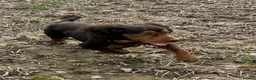 Sprocker dogs for sale: Quality health tested Sprocker puppies - Advert 3