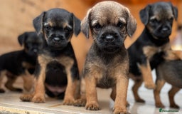 Border Terrier dogs for sale: Quality Border Terrier Puppies - Image 5