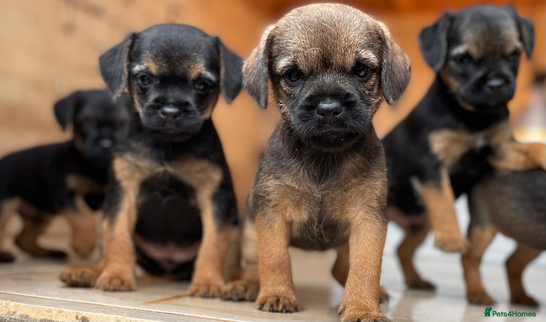 Border Terrier dogs for sale: Quality Border Terrier Puppies - Image 5