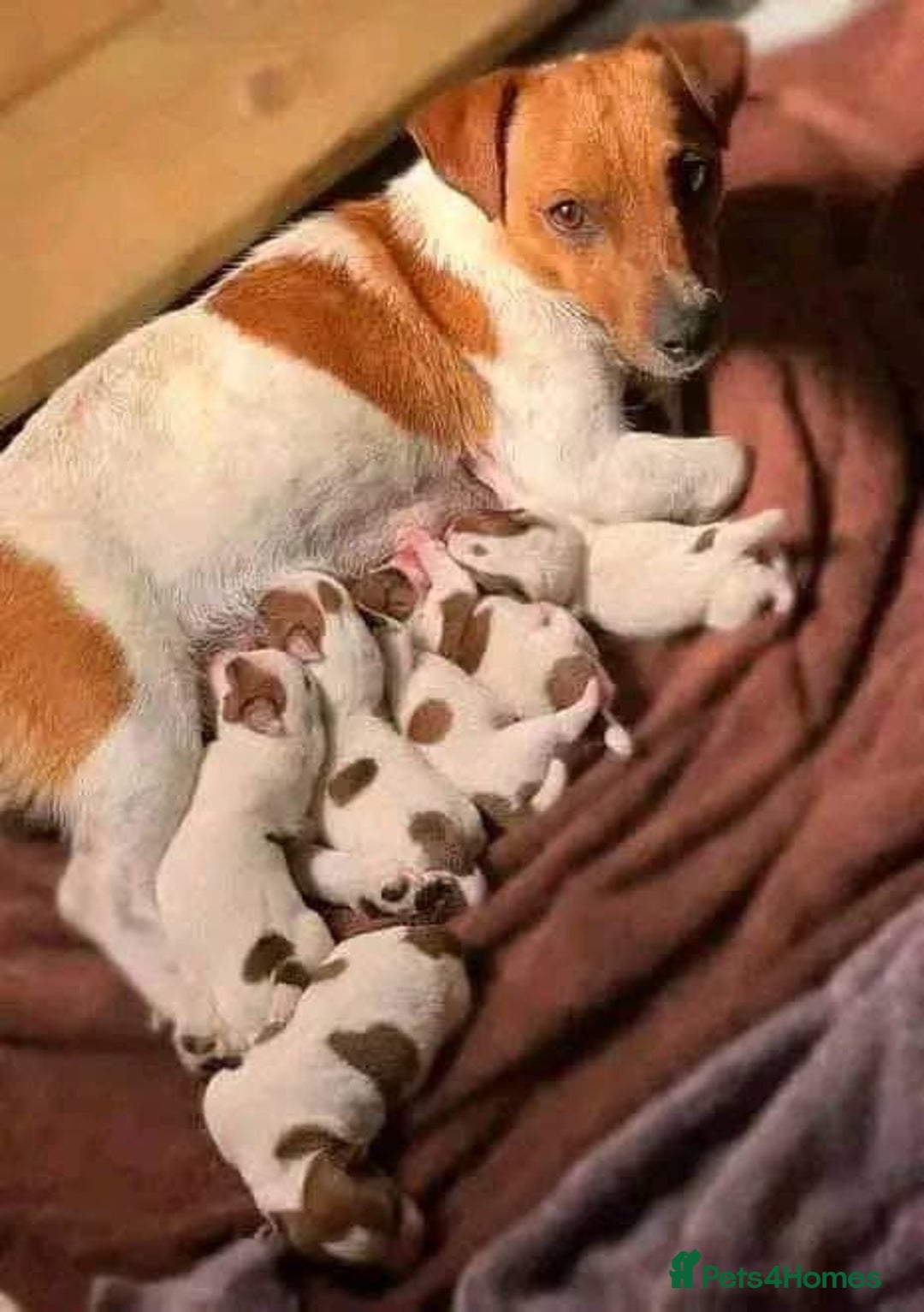 Jack Russell dogs for sale: Miniature Jack Russell puppies  - Image 4