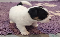 Jack Russell dogs for sale: KC Reg Jack Russell Pups,Parents DNA health tested - Image 17