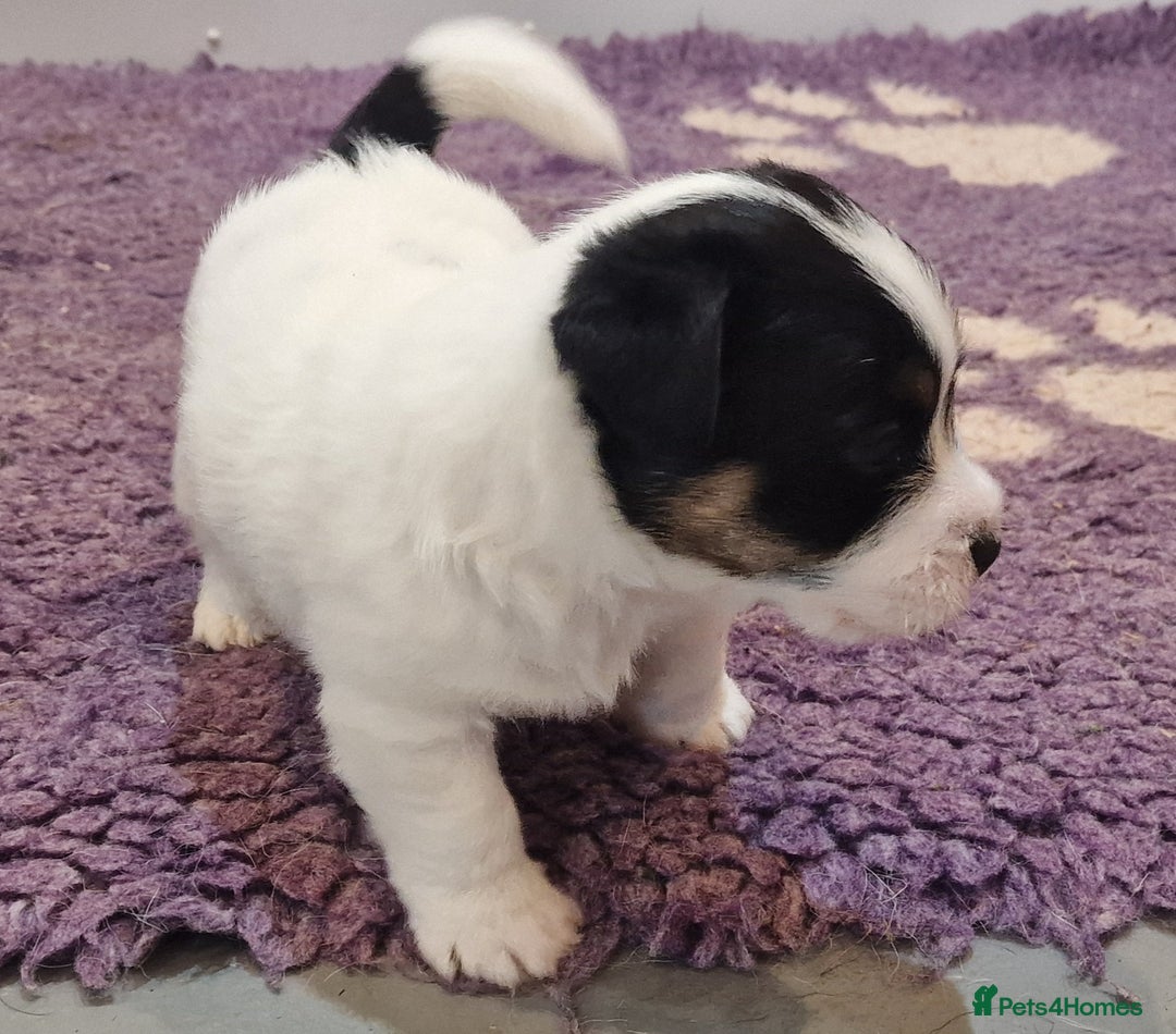 Jack Russell dogs for sale: KC Reg Jack Russell Pups,Parents DNA health tested - Image 17