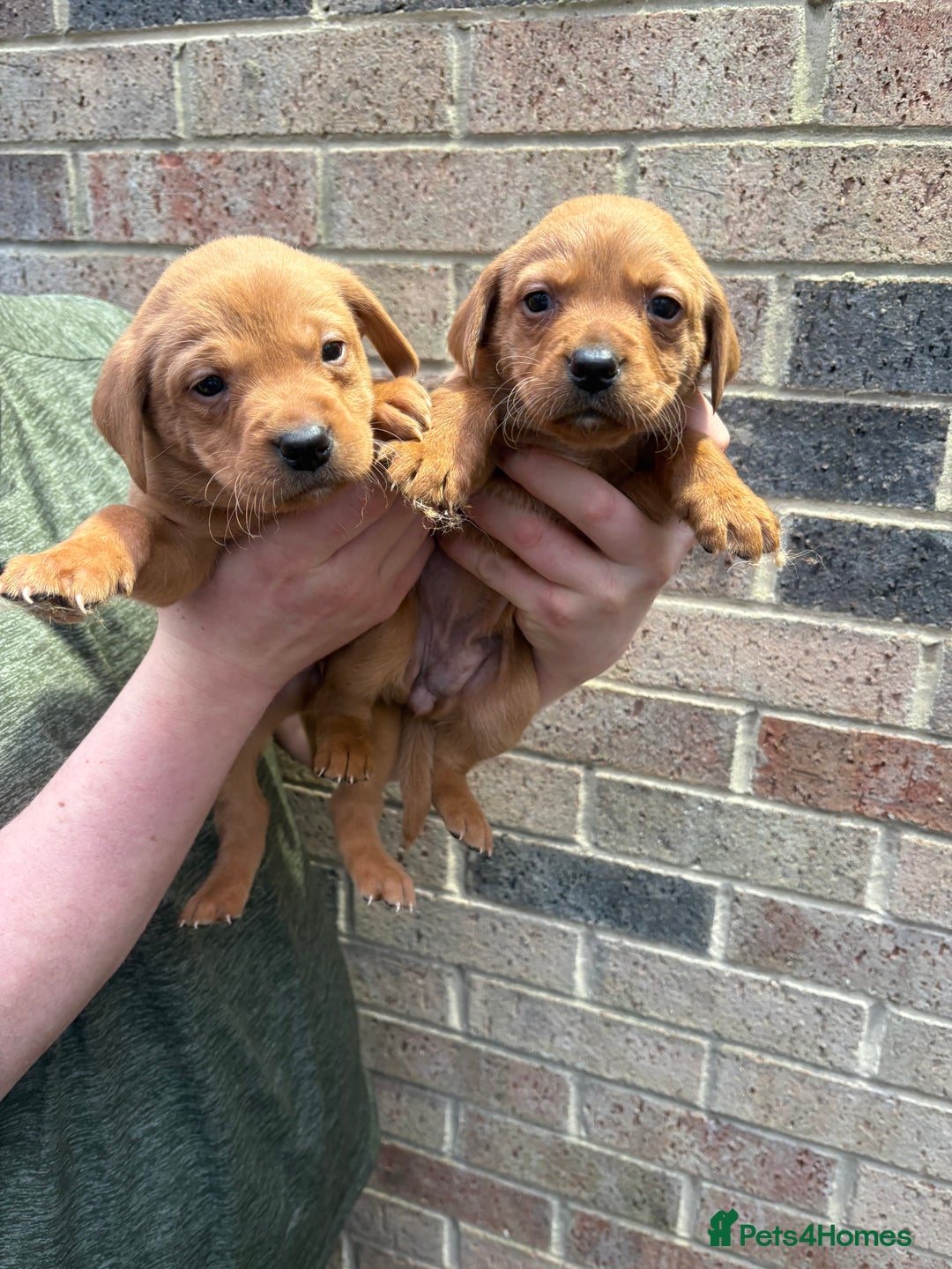 Labrador Retriever dogs for sale: Kc fox red Labrador puppies 4 boys ready to go  - Advert 26