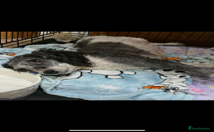 Miniature Poodle dogs - Advert 1