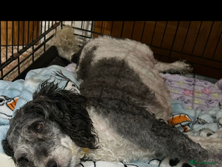 Miniature Poodle dogs - Advert 13