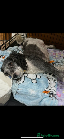 Miniature Poodle dogs - Advert 1