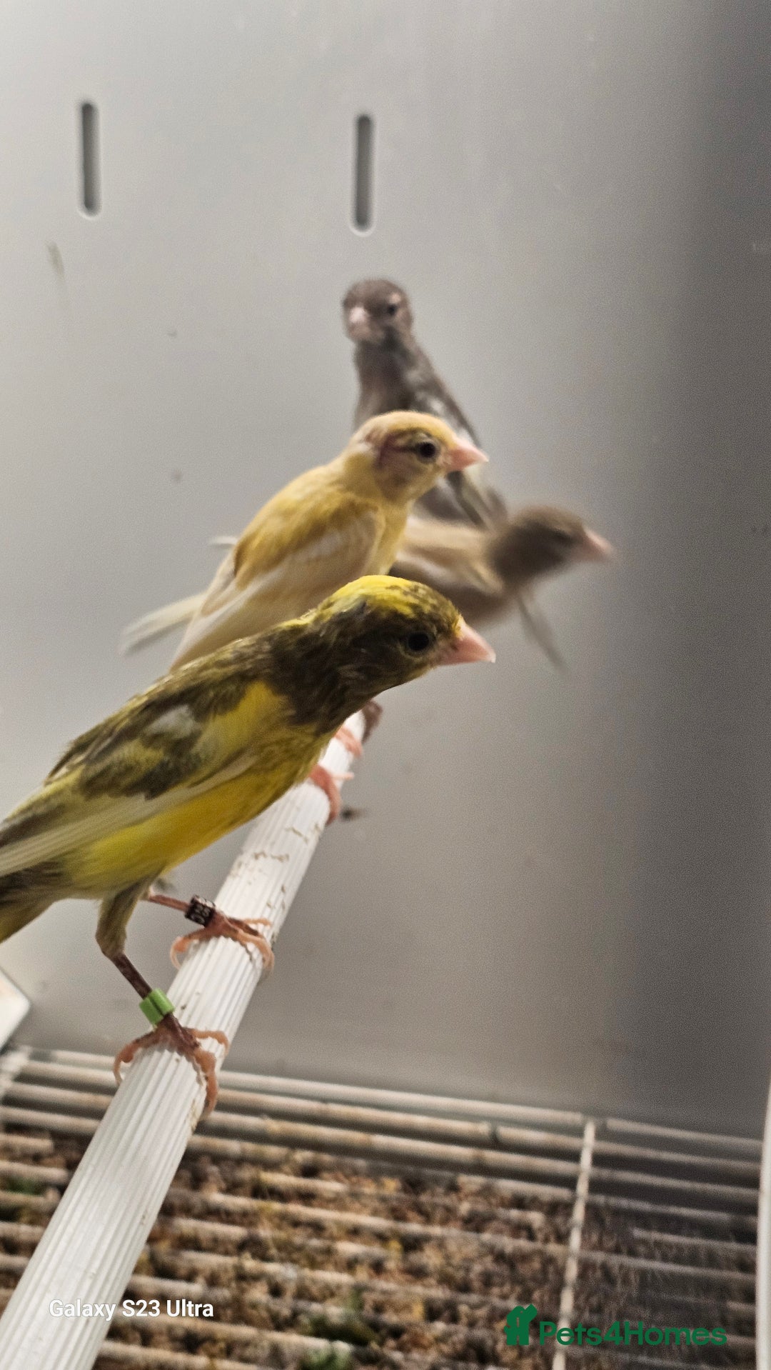 Canaries birds for sale: The Takeley roso canary is here 🙌  - Image 2