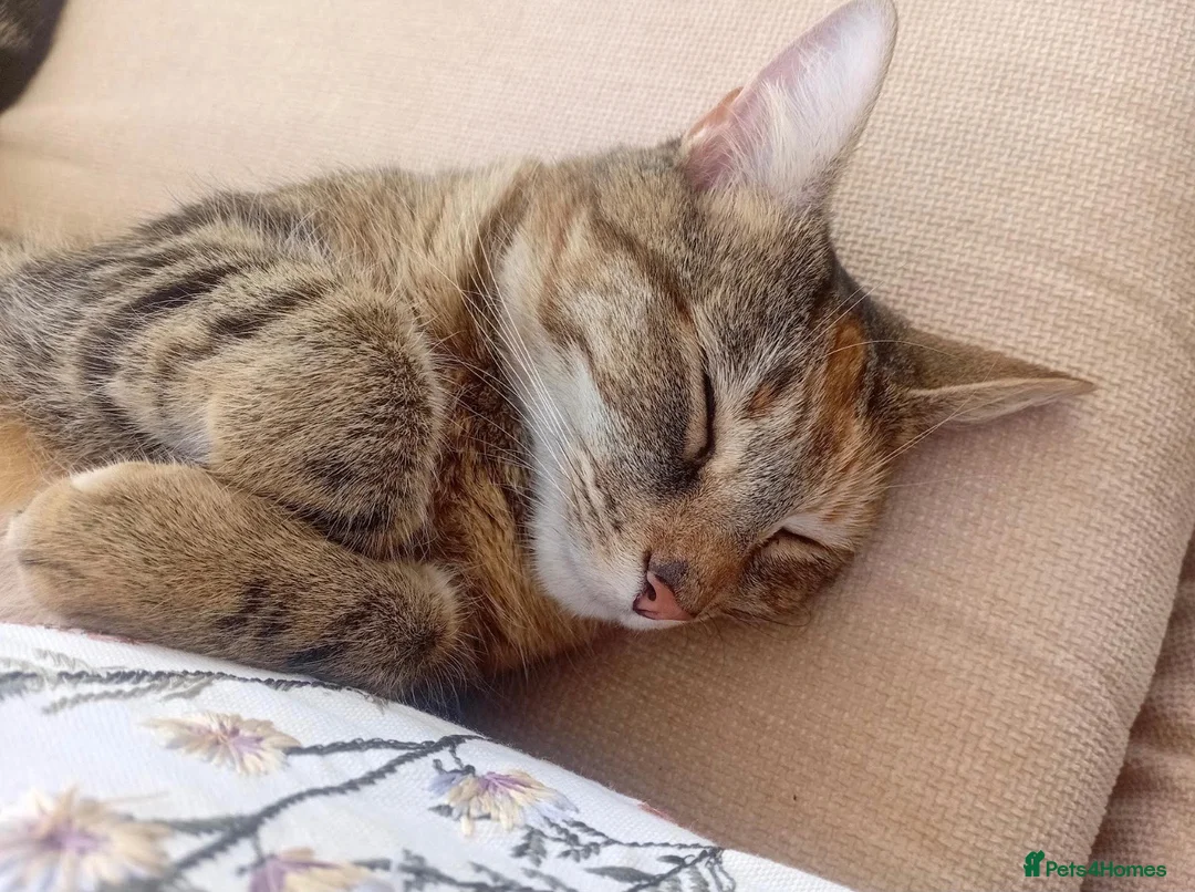 Mixed Breed cats for sale: Looking to re-home - Advert 5