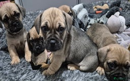 Mixed Breed dogs for sale: Frenchbulldog  cross puppies  - Advert 11