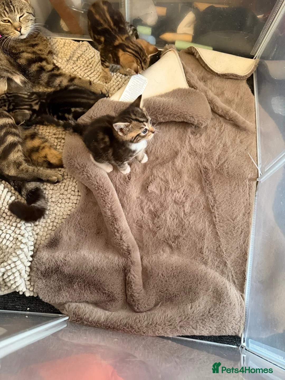 Mixed Breed cats for sale: Tabby kittens for sale  in Wakefield - Advert 2