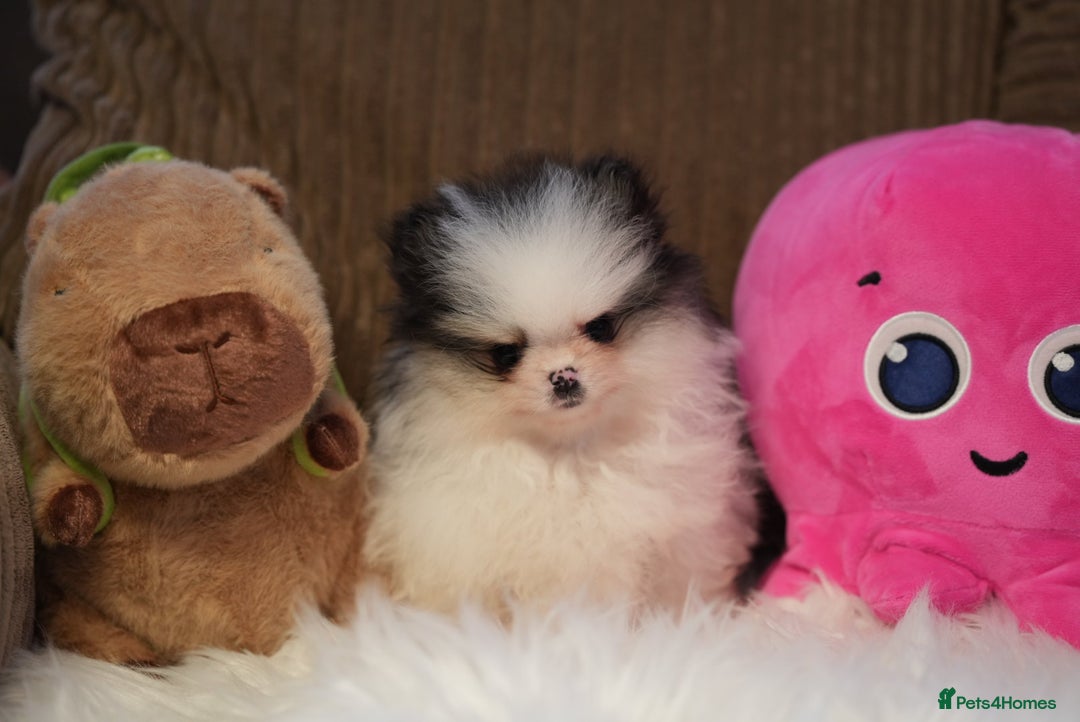Pomeranian dogs for sale: Tiny pups are ready for new homes - Advert 9