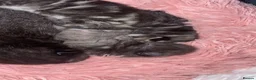 Mixed Breed cats for sale: Three black kittens  - Advert 28