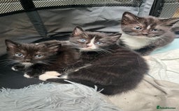 Ragdoll cats for sale: Ragdoll cross - Image 1