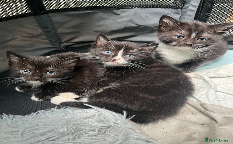 Ragdoll cats - Advert 2
