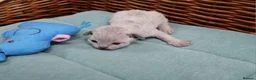 Devon Rex cats for sale: Pedigree Devon Rex Kittens - Advert 8