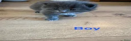 Mixed Breed cats for sale: Mixed Breed Kittens  - Advert 4