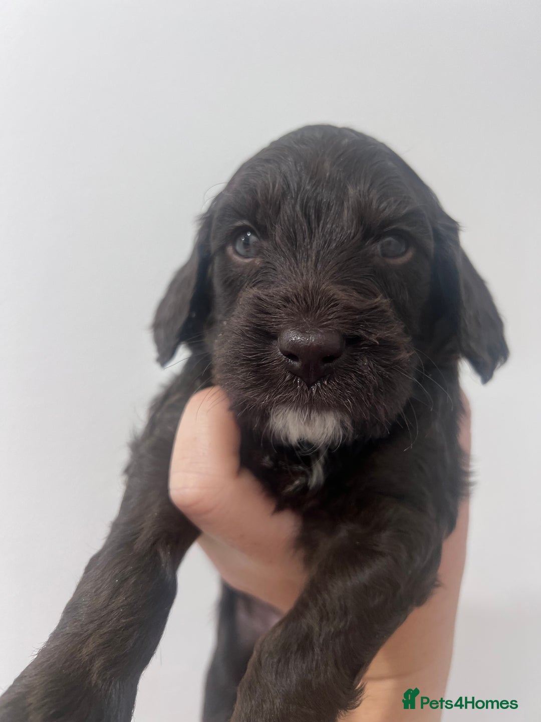 Cockapoo dogs for sale: Stunning F2 miniature cockapoo puppies  - Image 5