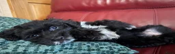 Cockapoo dogs for sale: 4 really to go F2 cocker puppies  in London - Advert 9