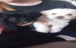 Mixed Breed dogs for sale: Beautiful puppies looking for loving home  - Image 1