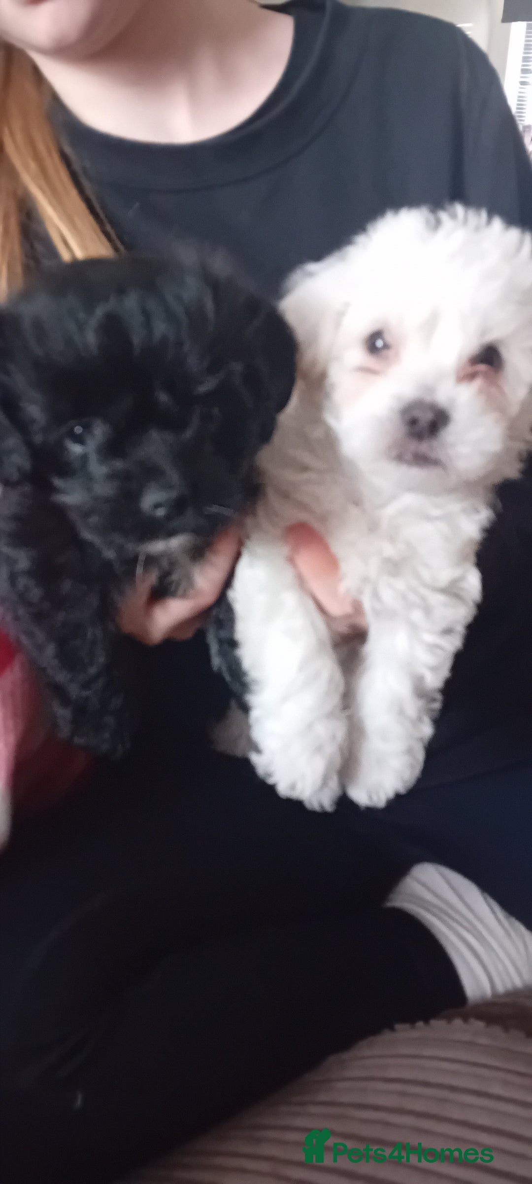 Mixed Breed dogs for sale: Beautiful puppies looking for loving home  - Image 1