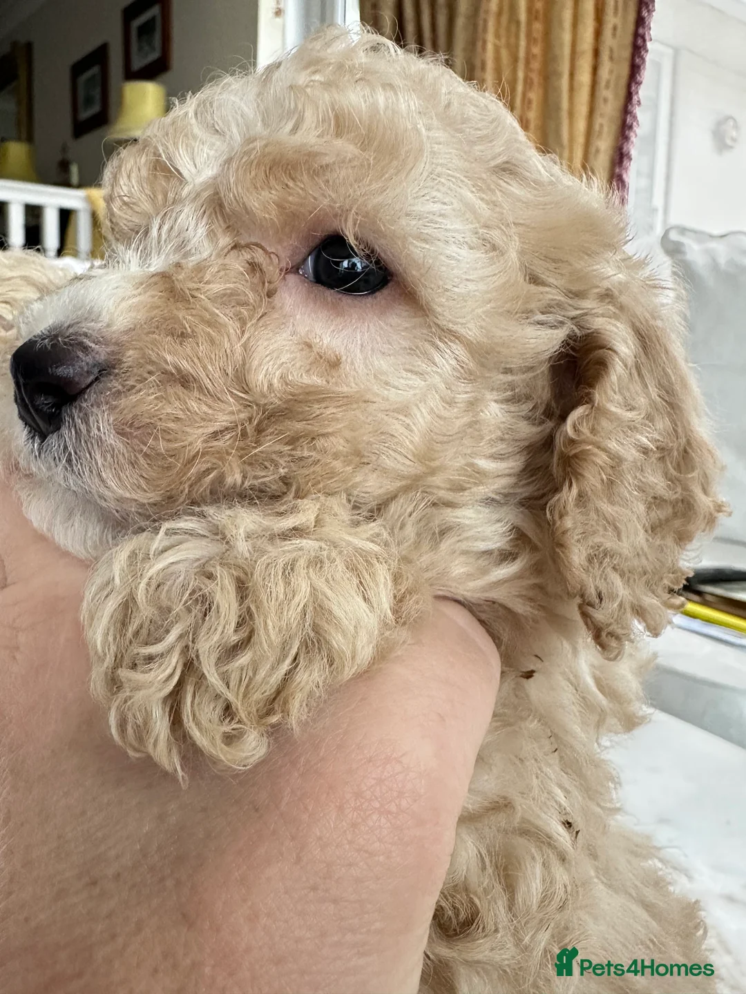 Miniature Poodle dogs for sale: Pedigree club registered 3 Miniature poodles!  - Advert 20