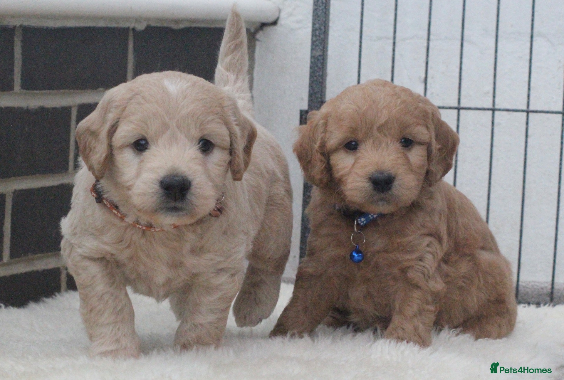 Mini Goldendoodle dogs Beautiful F1 Goldendoodles - Advert 2