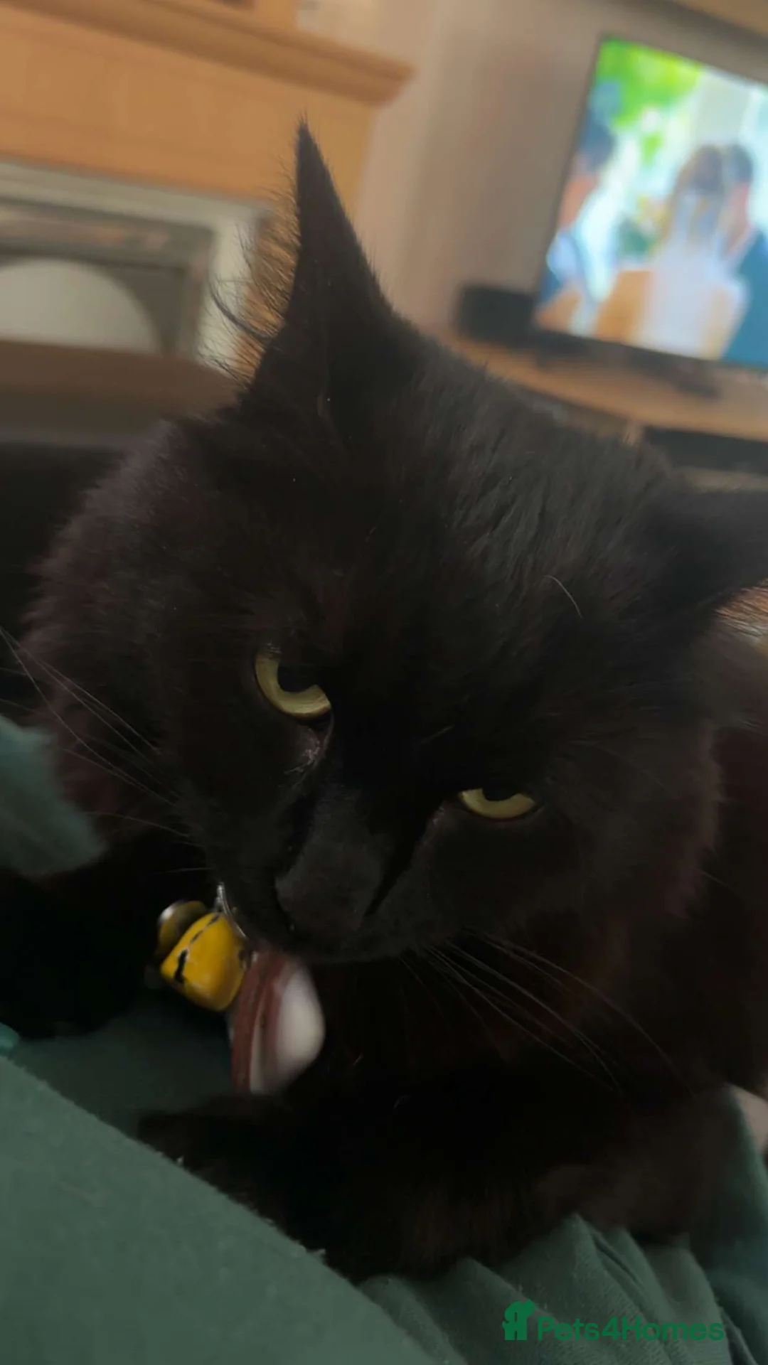 Turkish Angora cats for sale: Binx. in Blackpool - Advert 4