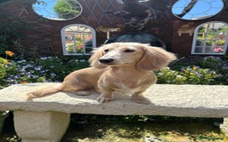 Miniature Dachshund dogs for stud: PROVEN CLEAR CREAM STUD BOY ❄️PRINCE ICE❄️ - Image 2