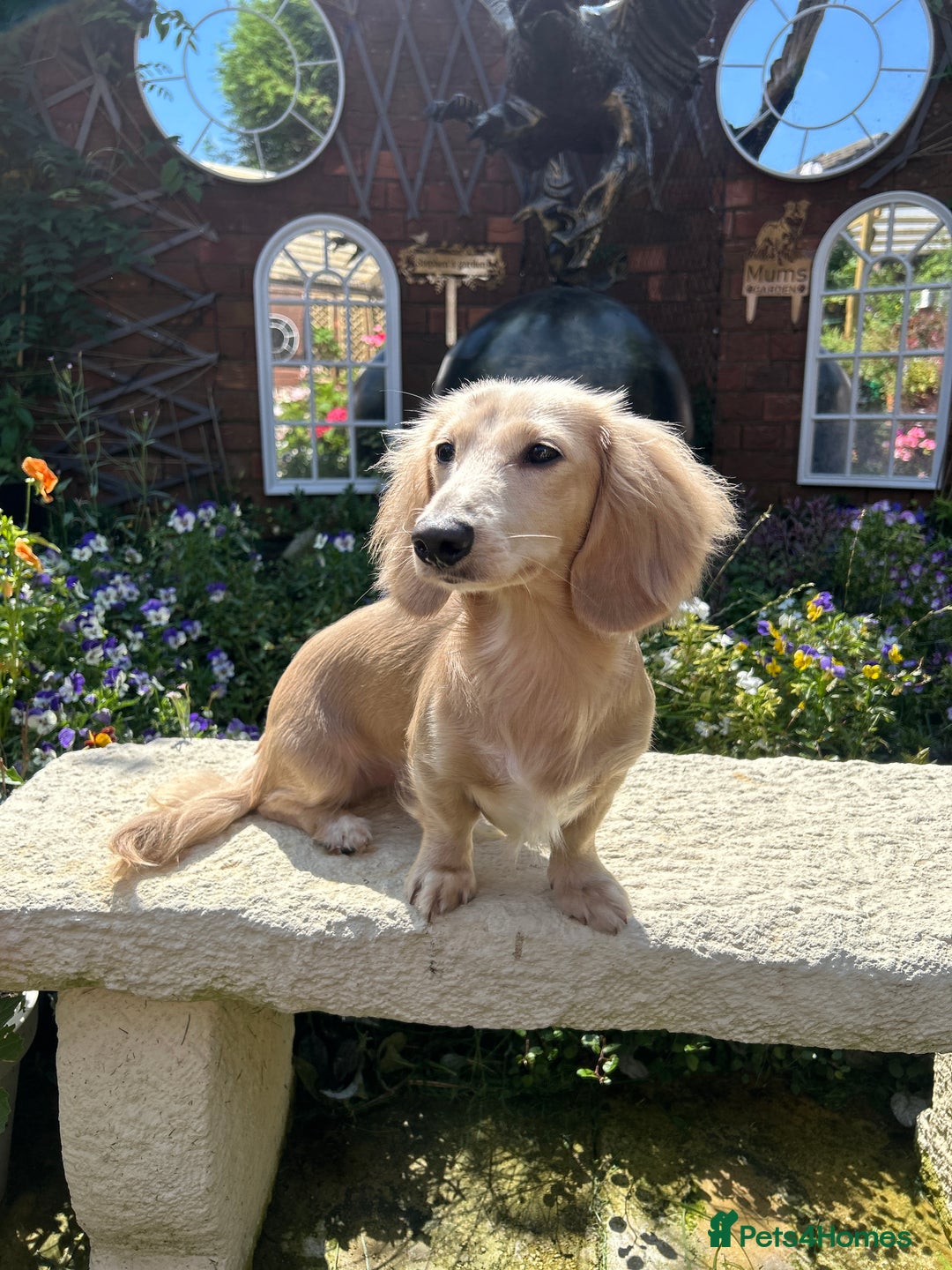 Miniature Dachshund dogs for stud: PROVEN CLEAR CREAM STUD BOY ❄️PRINCE ICE❄️ - Image 2