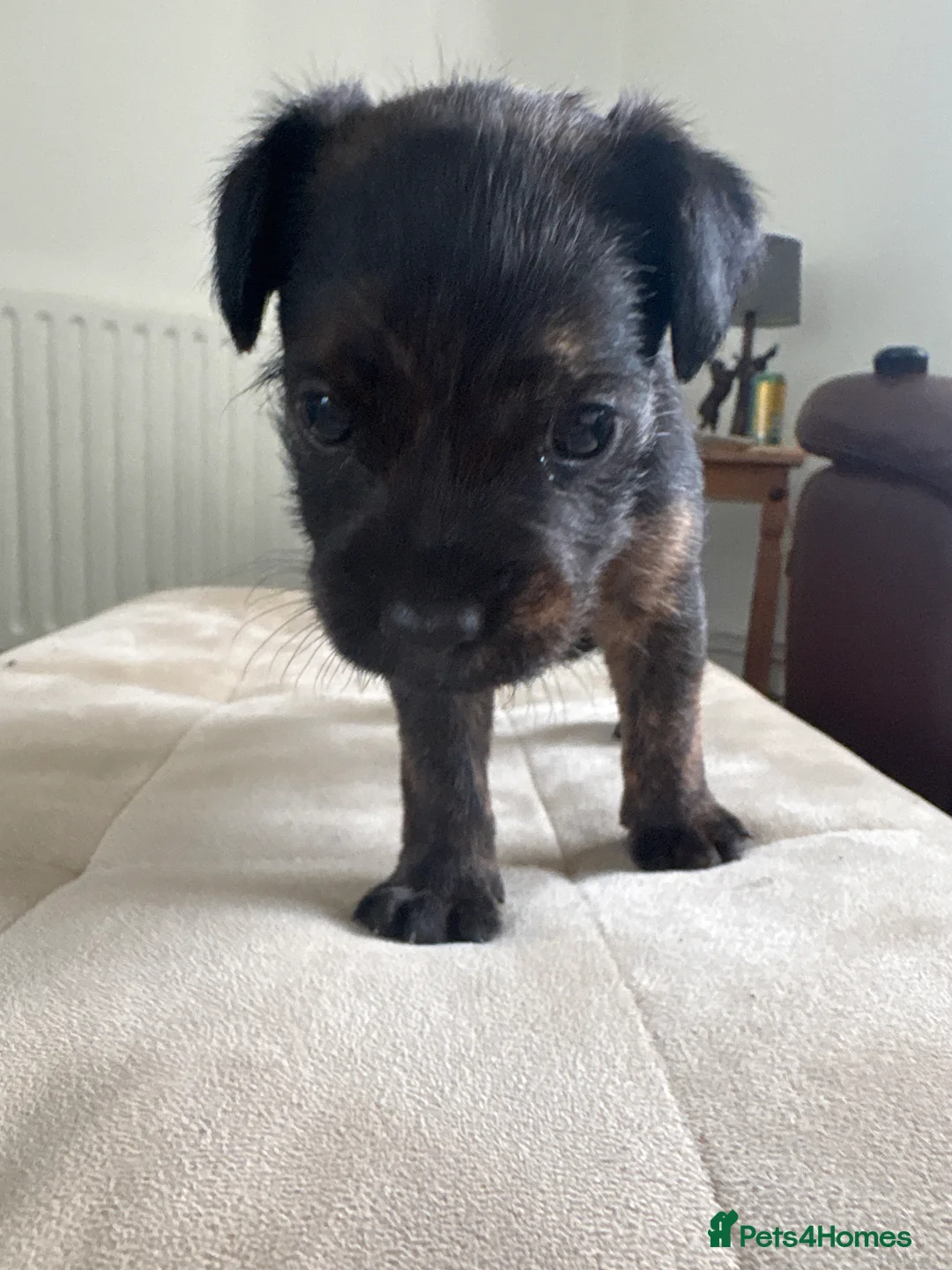 Mixed Breed dogs for sale: Patterdale lakeland terrier puppy’s - Advert 1