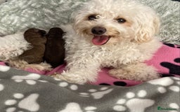 Cavapoo dogs for sale: Beautiful F1b Cavapoo girl  - Image 3