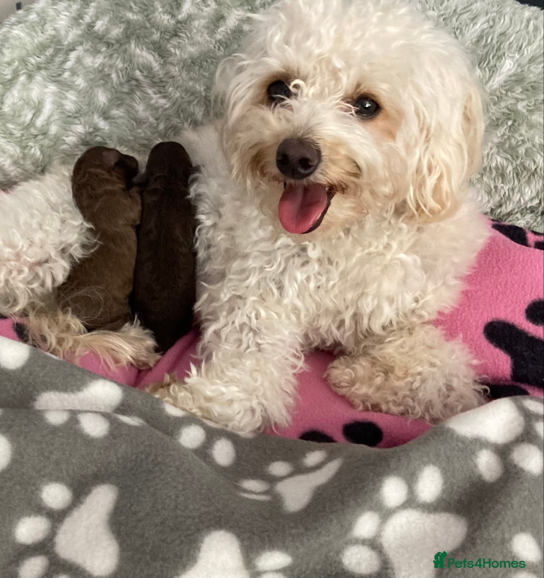Cavapoo dogs for sale: Beautiful F1b Cavapoo girl  - Image 3