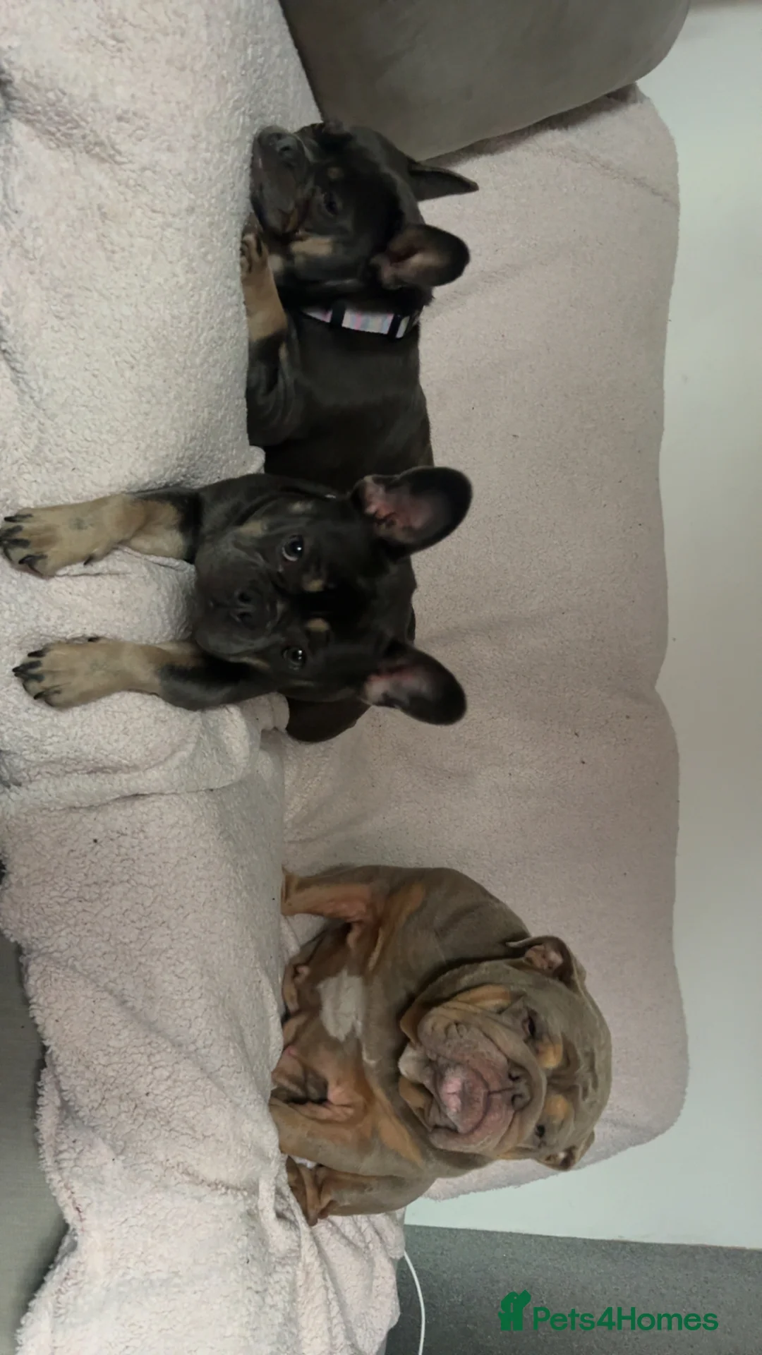 French Bulldog dogs for sale: French bulldog in Rochdale - Advert 2