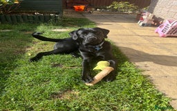 Labrador Retriever dogs for stud: Playful and handsome labrador retriever  - Image 1