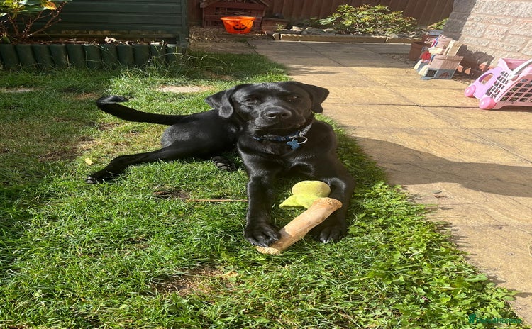 Labrador Retriever dogs - Advert 11