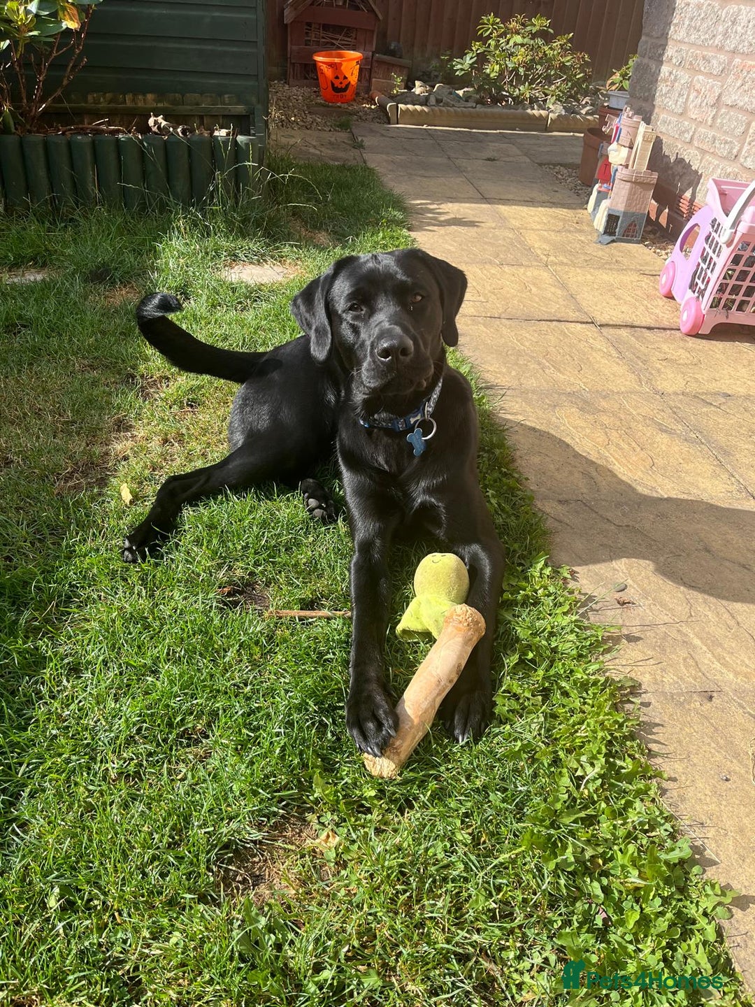 Labrador Retriever dogs for stud: Playful and handsome labrador retriever  - Image 1