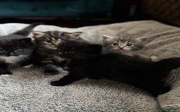 Ragdoll cats for sale: 2 Ragdoll cross Siberian  - Image 8