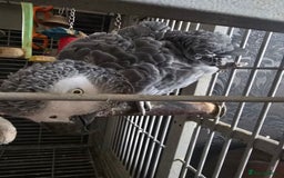 Parrots birds for sale: African grey  - Image 4